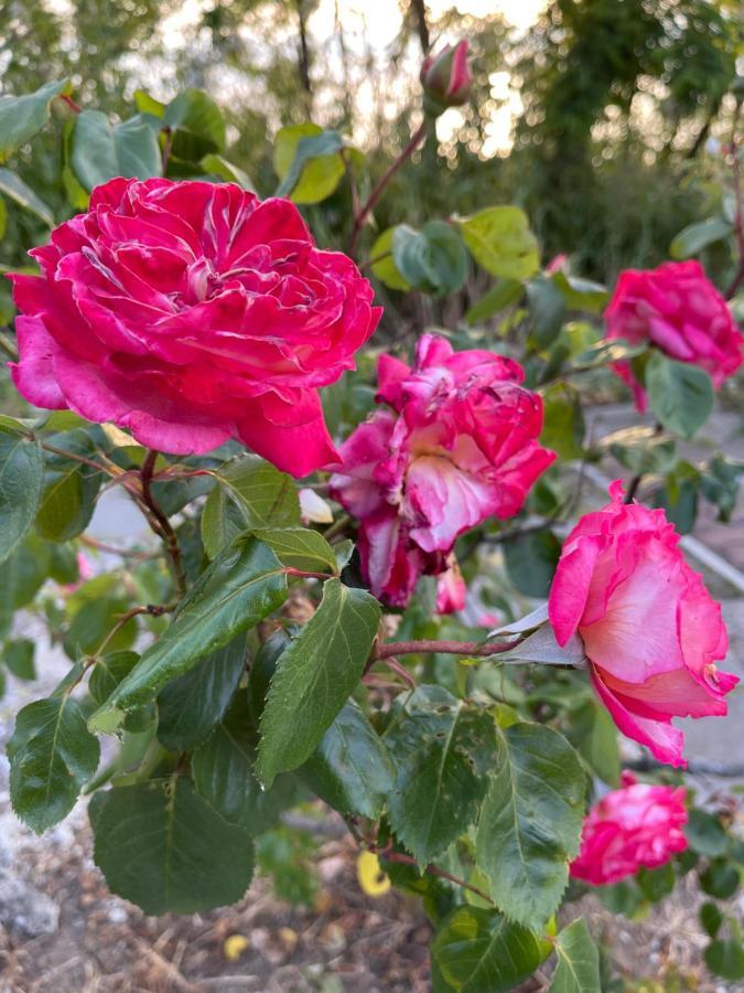 מלון לוזנטס Amadina Garden מראה חיצוני תמונה